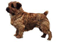  Norfolkterrier - klistremerker
