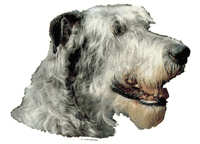  Irsk ulvehund lys - klistremerker