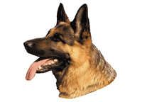 Schäferhund hode- - klistremerker (2-12163-1500010177)