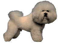 Bichon frisé - klistremerker (2-12169-1500010183)