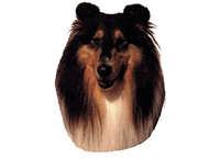  Collie tricolor - klistremerker