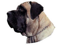 Engelsk mastiff - klistremerker (2-12173)