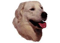 Ungarsk kuvasz - klistremerker (2-12175-1500010188)