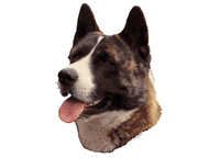 American akita brindle - klistremerker (2-12178-1500010191)