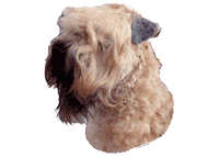 Irish Soft coated wheaten terrier - klistremerker (2-12188)