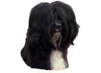 Tibetansk terrier mørk hode - klistremerker (2-12189-1500010202)