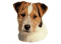 Jack russell terrier - klistremerker (2-12192-1500010205)