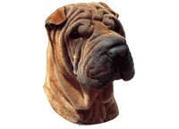 Shar pei - klistremerker (2-12193)