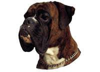  Boxer tigret - klistremerker