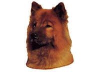  Eurasier - klistremerker