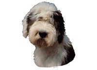 Old english sheepdog hode - klistremerker (2-12199-1500010212)