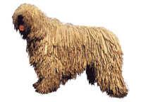  Komondor - klistremerker