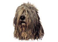 Bergamasco - klistremerker (2-12206-1500010219)