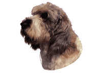 Petit basset griffon vendeen, stor - klistremerker (2-12218)