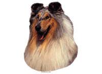  Collie blue merle - klistremerker