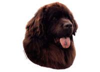  Newfoundlandshund brun - klistremerker