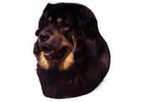 Tibetansk mastiff - klistremerker (2-12224-1500010237)