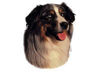 Australian shepherd - klistremerker (2-12225)