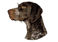  Vorstehhund korthår hode - klistremerker