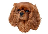  Cavalier King Charles Spaniel Ruby - klistremerker
