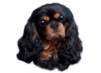 Cavalier King Charles Spaniel svart/tan - klistremerker (2-12239-1500010251)