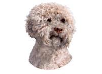 Lagotto Romagnolo - klistremerker (2-12240-1500010252)