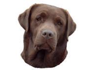 Labrador brun - klistremerker (2-12243-1500010255)