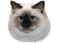 Birma chokolademasket - klistremerker (2-12514-1500010270)