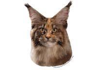 Maine Coon - klistremerker (2-12518-1500010274)