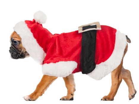 Julenissedrakt til hund 30cm (14-516201)