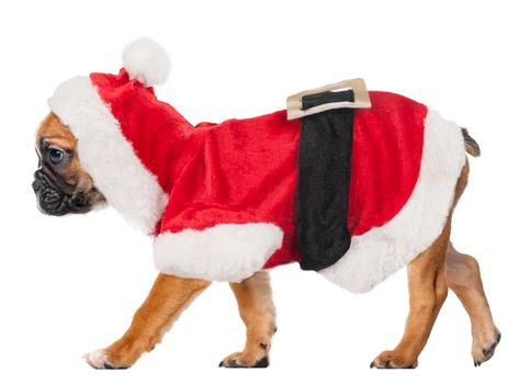 Julenissedrakt til hund 35cn (14-516202)