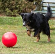  Treibball til Hund, Rød - 25cm