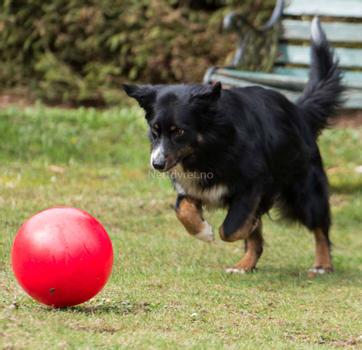 Ball - Treibball red 25cm -Hund (56-P1-red)