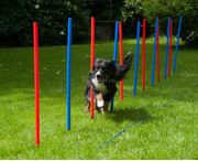 Agility Slalåm (56-A9)