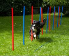  Agility Slalåm