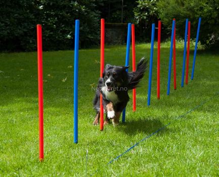 Agility Slalåm (56-A9)