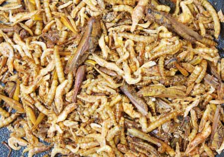 Jr Farm Protein Cocktail til Hamster og Rotte - 10g (5-07030)