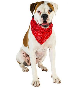 Hundeskjerf Red Bandana (40-F4601#-1500014001)