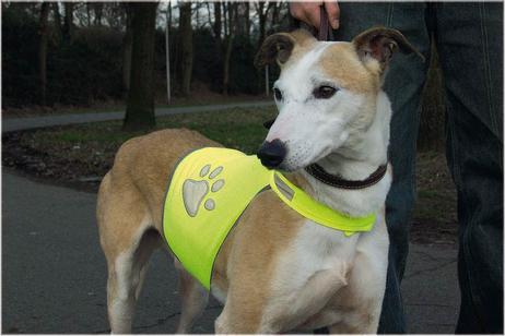 Safety Refleksdekken til Hund (749780-1500002654)