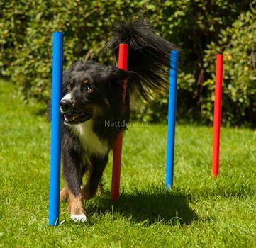 Agility Slalåm (56-A9)