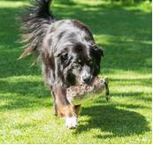 Apport Pels Dummy (56-D7-500)