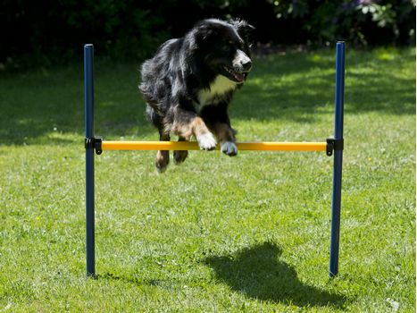Agility Startsett XXL (56-A2-SAD2037-P)