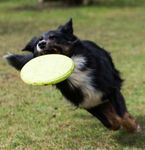 Frisbee til Hund - 21cm (56-P7)