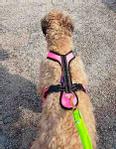 Zero DC Zero DC Short Hundesele - Rosa (58-8596290003729-1500017352)