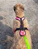 Zero DC Short Hundesele - Rosa (58-8596290003729-1500017352)