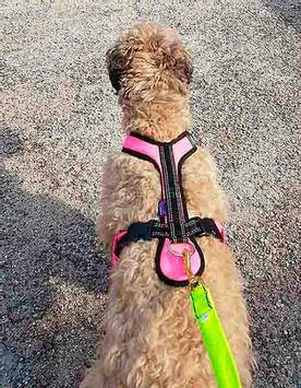 Zero DC Short Hundesele - Rosa (58-8596290003729-1500017352)