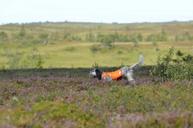 Jægerens Markeringsdekken,  Orange (12-1501-1500011234)