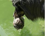 Apport Pels Dummy (56-D7-500)