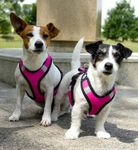 Zero DC Zero DC Short Hundesele - Rosa (58-8596290003729-1500017352)