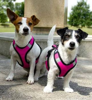 Zero DC Short Hundesele - Rosa (58-8596290003729-1500017352)